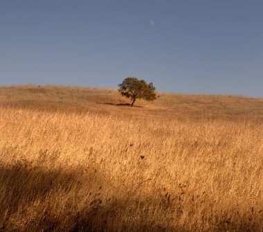 Arka planda ağaç olan bir alanın dikey görüntüsü