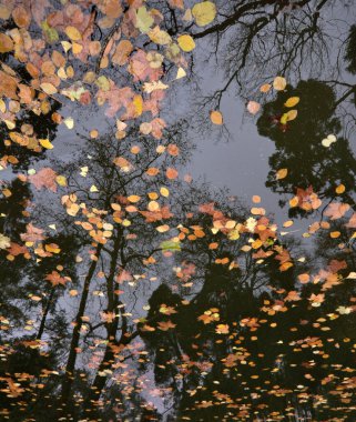 Sudaki ağaçların yansıması
