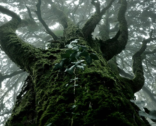 Svislý Záběr Zeleného Stromu Lese — Stock fotografie