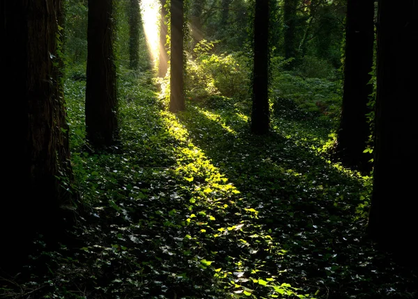 Piękny Las Zieloną Trawą Drzewami — Zdjęcie stockowe