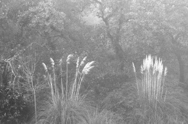Ormandaki bir ağacın siyah beyaz fotoğrafı.
