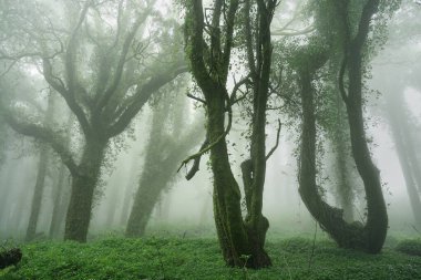 Dağlarda sisli bir sabah