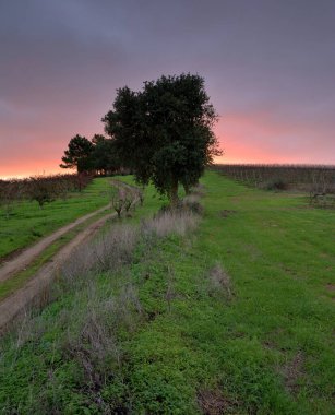 Ağaçlarla dolu bir tarlası ve bulutlu bir gökyüzü olan güzel bir manzara.