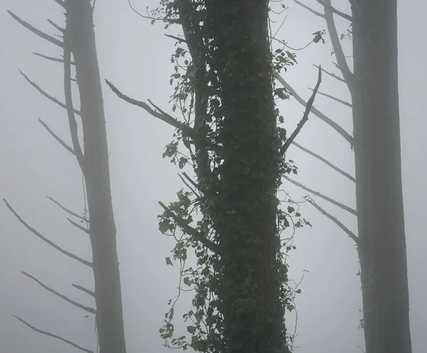 Rzut Niskiego Kąta Gałęzi Drzew Pokrytych Mgłą — Zdjęcie stockowe