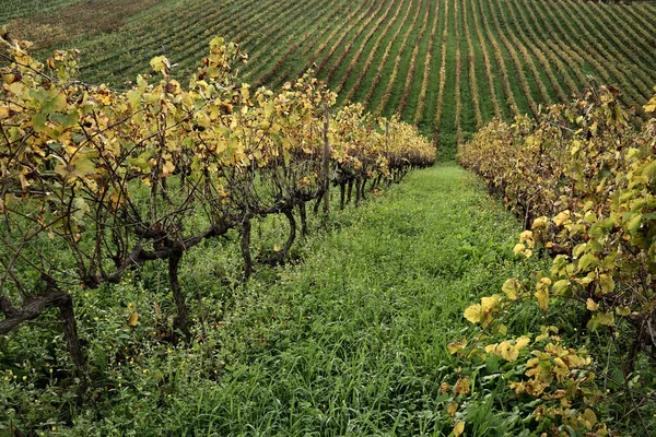Виноградник Лозами Тосканцем Італією — стокове фото