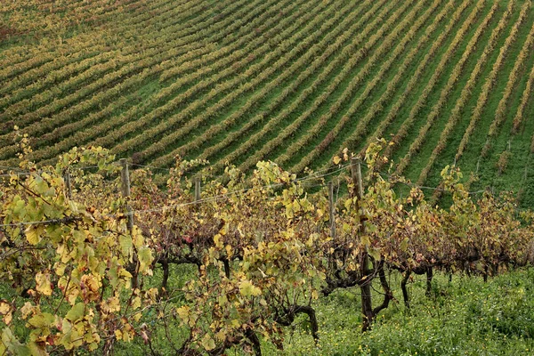 Winnice Wzgórzu — Zdjęcie stockowe