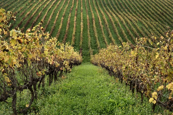 Winnice Jesienią — Zdjęcie stockowe