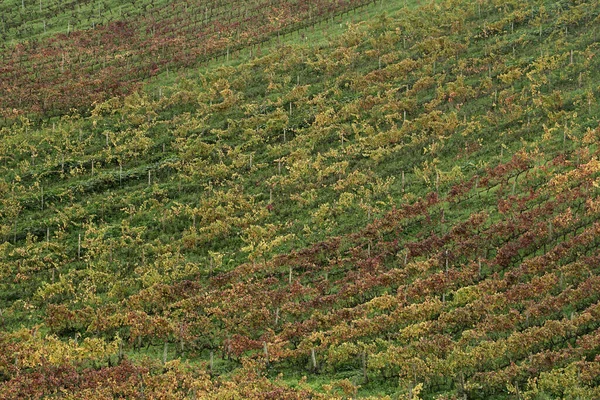 Vinha Com Folhas Outono Coloridas — Fotografia de Stock