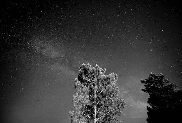 Svart Och Vitt Foto Ett Träd Med Mörk Himmel — Stockfoto
