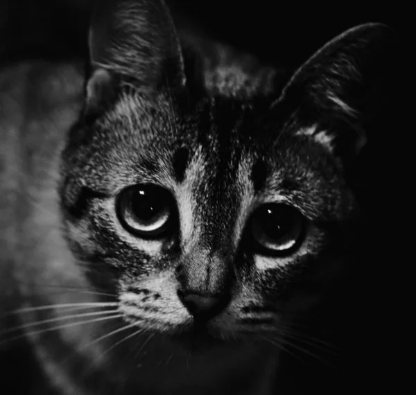 Porträt Einer Katze — Stockfoto