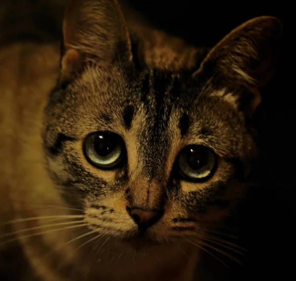 Büyük Gözlü Şirin Bir Kedinin Yakın Plan Fotoğrafı — Stok fotoğraf