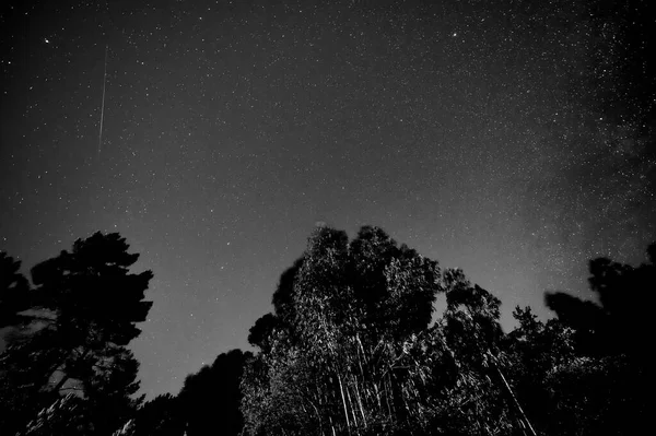 Noční Obloha Hvězdami Stromy — Stock fotografie