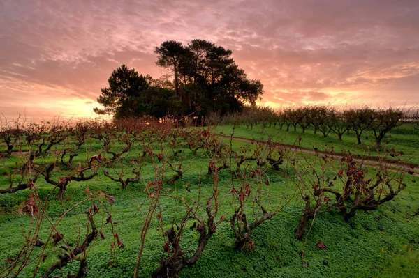 Vineyard Morning — Stock Photo, Image