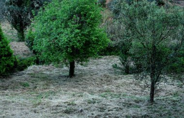Güzel bir park manzarası.