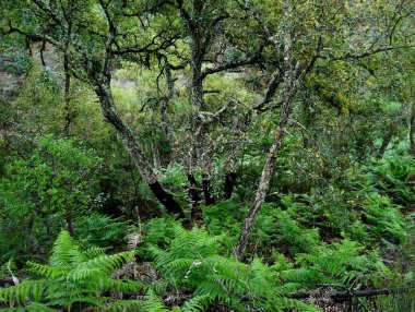 Ormanın güzel manzarası. Doğa