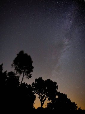 Yıldızlar ve ağaçlarla dolu gece göğü