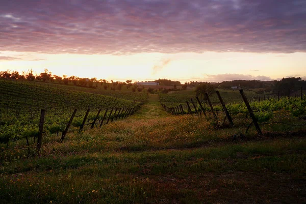 Beautiful Sunset Vineyard — Stockfoto