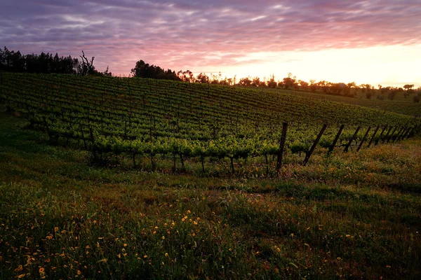 日没のワインブドウ園 — ストック写真
