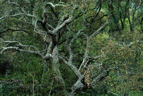 Κορμός Δέντρου Στο Δάσος — Φωτογραφία Αρχείου