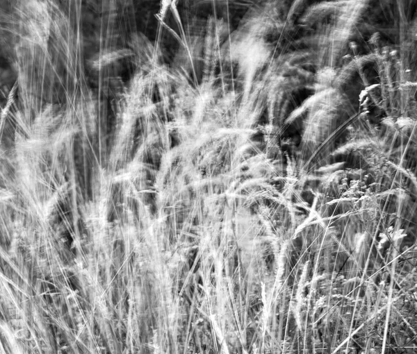 Schwarz Weißer Hintergrund Von Gras Und Bäumen Sommerwald — Stockfoto