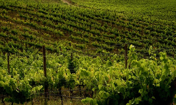 Виноградник Сільській Місцевості Тоскани Італія — стокове фото