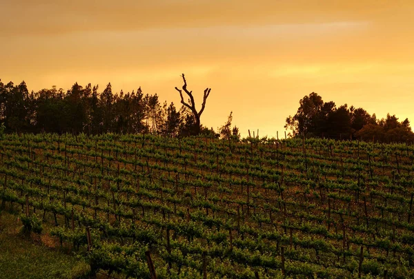 Sonnenuntergang Über Dem Weinberg Sardoal Abrantes Portugal — Stockfoto