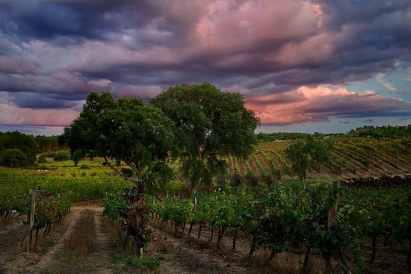 Piękno Winnicy Pod Chmurnym Niebem Sardoal Abrantes Portugalia — Zdjęcie stockowe
