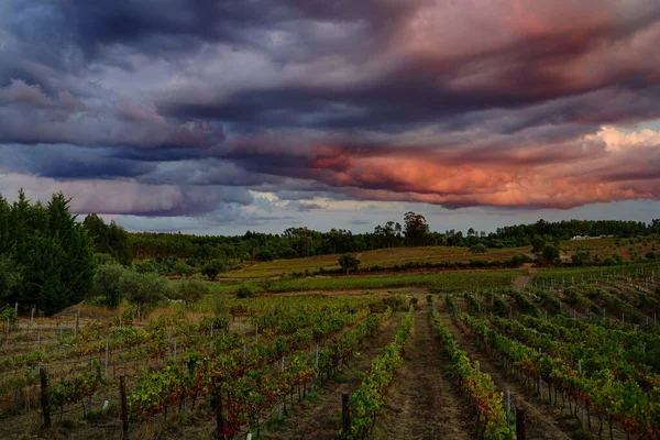 Zachód Słońca Nad Winnicami Abrantes Portugalia — Zdjęcie stockowe