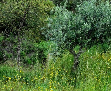 Ormanda çiçekli zeytin ağaçları, Abrantes, Portekiz
