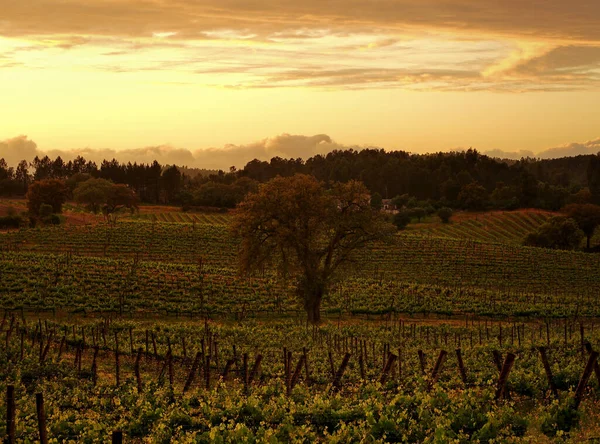 Piękny Zachód Słońca Winnicach Abrantes Portugalia — Zdjęcie stockowe