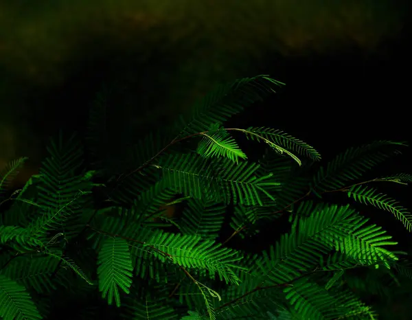 Zöld Páfránylevelek Erdőben — Stock Fotó