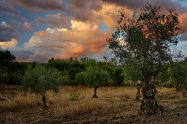 Zeytin korusunun içinde, Sardoal, Abrantes, Portekiz