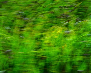 yeşil çimen dokusu, soyut arkaplan, renkler