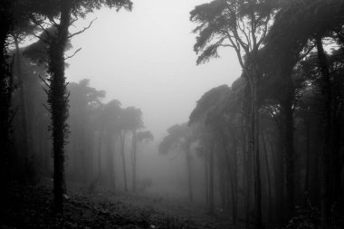 Ormandaki açıklık, Doğal Park Sintra-Cascais, Portekiz