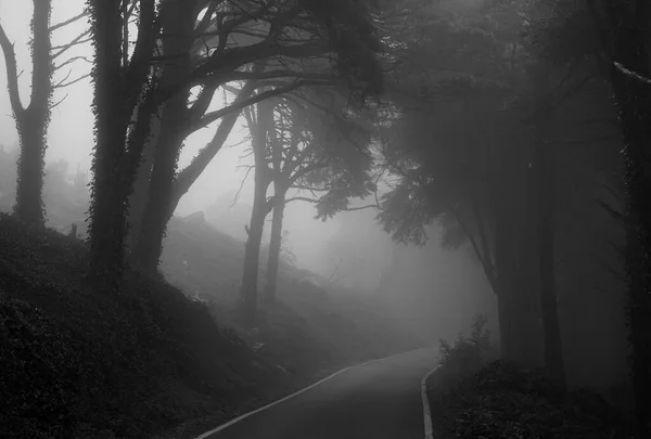 The dark road, Natural park Sintra-Cascais, Portugal
