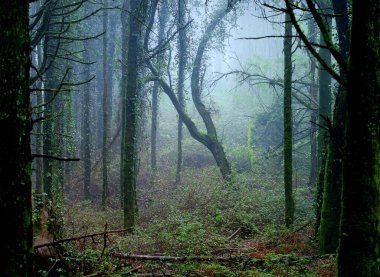 Gizemli Orman, Doğal Park Sintra-Cascais, Portekiz