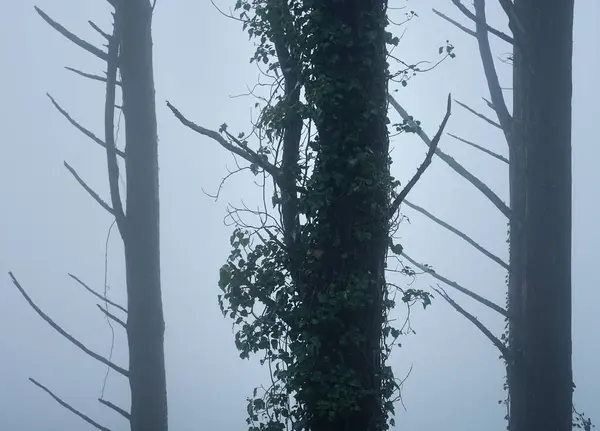 Ormanda bir ağaç, Doğal Park Sintra-Cascais, Portekiz