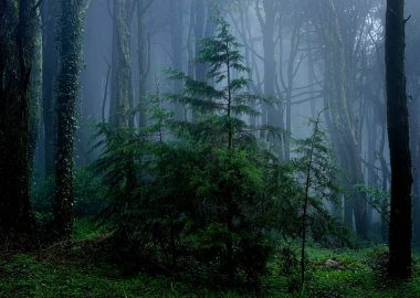 Ormanın ortasında bir ağaç, Doğal Park Sintra-Cascais, Portekiz