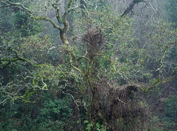 Гнездо Дереве Природный Парк Синтра Кашкайш Португалия Лицензионные Стоковые Изображения