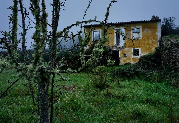 Opuštěný Dům Polámaným Stromem Sardoal Abrantes Portugalsko Stock Fotografie