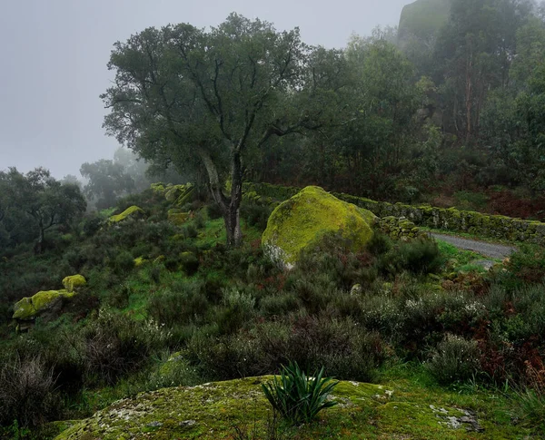 山の霧の美しさ モンサント カステロブランコ ポルトガル ストックフォト