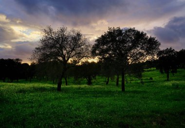 Saha 2 'de, Monsanto, Castelo Branco, Portekiz