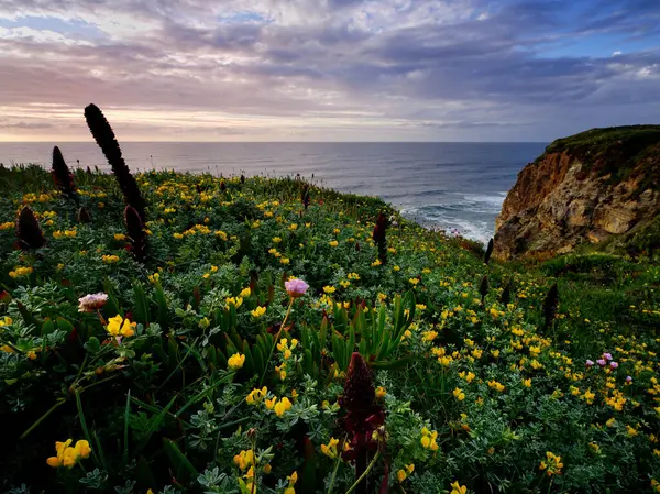 ポルトガル シントラ 大西洋の海岸に美しい花 ロイヤリティフリーのストック写真