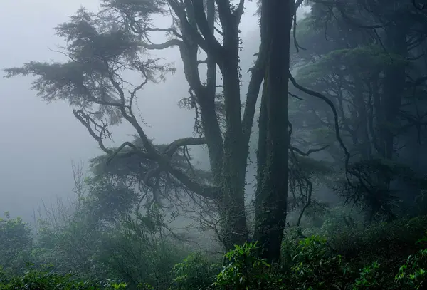 Mlhavý Les Hoře Přírodní Park Sintra Cascais Portugalsko Royalty Free Stock Obrázky