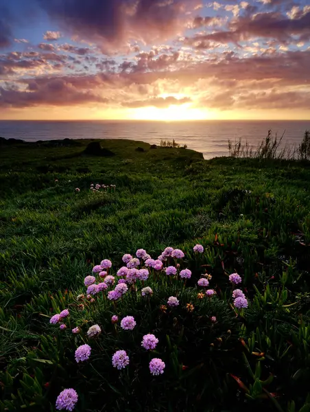 海岸の小さなピンクの日没 シントラの海岸 ポルトガル ストック画像