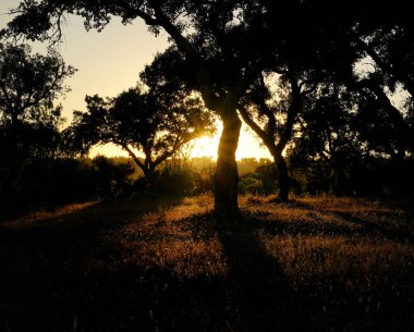 Alandaki Işığın Yansımaları, Coruche, Santarem, Portekiz