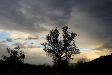 Ağaçlar arasında alacakaranlık, Coruche, Santarem, Portekiz