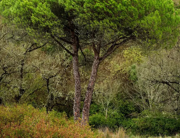 Ormanın Fısıltısı, Coruche, Santarem, Portekiz