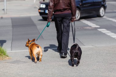 man walking with his two french bulldogs in the city