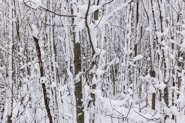 Image of a dense forest with branches covered with snow